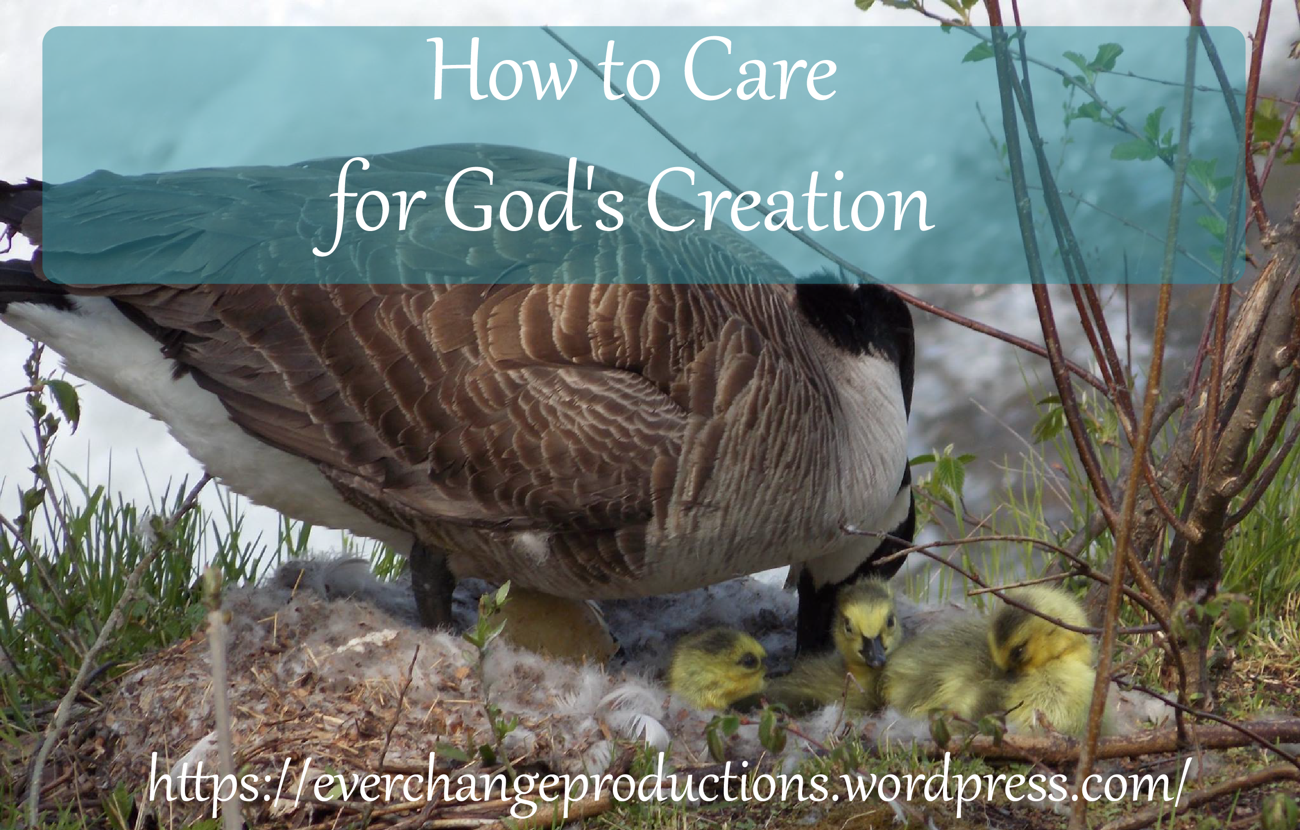 How to Care for God's Creation